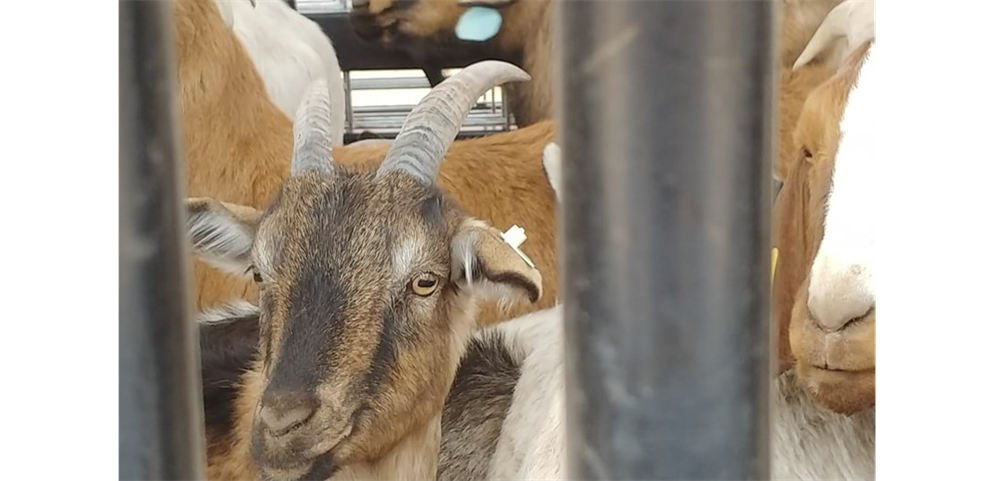 It was a GOAT day with Galloping Goats on Jan 25th. Check out Curly Red's Go-Pro action at the fields! Thanks Galloping Goats!